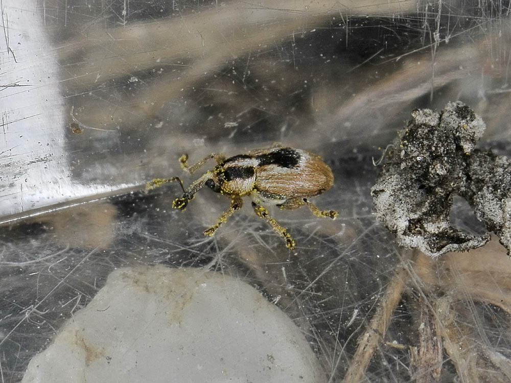 Sibinia phalerata - (Curculionidae)